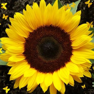 Profile Picture of Deb (@debbie_hook) on Twitter
