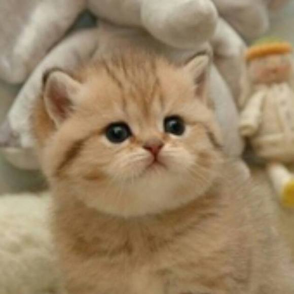 Yanmin Zhu - Poshmark Profile Picture of Yanmin Zhu (@juliazym) on Poshmark