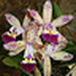 Claudio  Roberto Machado Rocha - Flickr Profile Picture of Claudio  Roberto Machado Rocha (@CLAUDIO ROBERTO MACHADO ROCHA) on Flickr