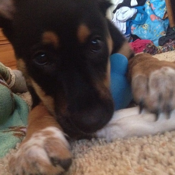 Profile Picture of Danielle Maves (@dannima) on Poshmark