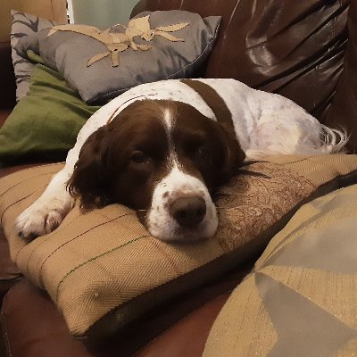 Profile Picture of Ann Saxton (@SaxtonAnn) on Twitter