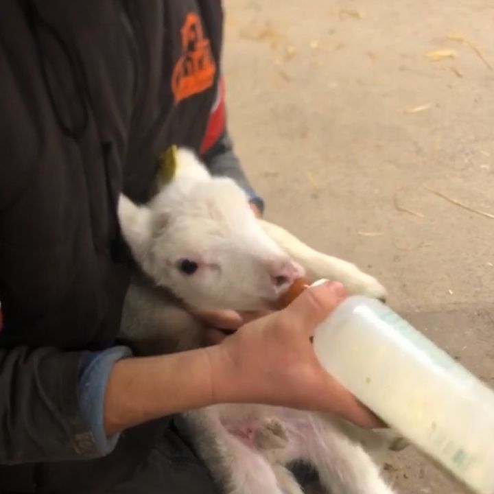 thomasdelorme71 - Tiktok Profile Picture of thomasdelorme71 (@thomasdelorme71) on Tiktok