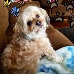 Profile Picture of Shelly Swift Meston (@shellyswiftmeston) on Instagram