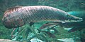 Profile Picture of Arapaima gigason Wikipedia