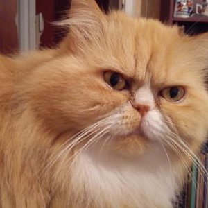 Profile Picture of Captain Bella Al Masriyah ✈️ (@Bella47839571) on Twitter