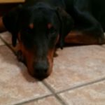 Profile Picture of Spencer Jacob Jaramillo (@kaiser_dobe) on Instagram