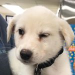 Profile Picture of Lloyd (@lloydchristmaslimodriver) on Instagram