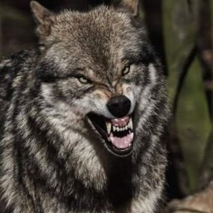 Profile Picture of Wolf (@militia_bennett) on Twitter