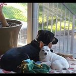 Profile Picture of Triple Threat (@pitlockpups) on Instagram