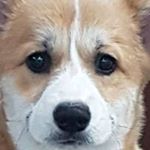 Profile Picture of Monica & Jorge Waisman (@alenclaud.corgis) on Instagram