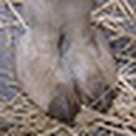 Profile Picture of Amanda Jean Blair (@agoodlover75) on Flickr