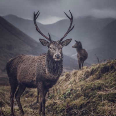 Profile Picture of Matt McCormick (@Mattosanfoto) on Twitter