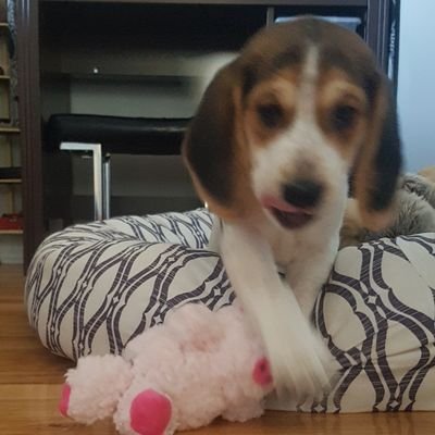 Profile Picture of Shawn MacLeod (@ShawnMacLeod11) on Twitter