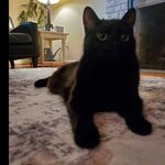 Profile Picture of Kevin Gruich (@porkako1) on Instagram