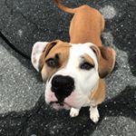 Profile Photo of Barley Ray Almond Stiglicz (@barley_the_bully) on Instagram