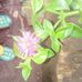 Profile Picture of Iris Ramires (@iris.ramires.1004) on Facebook