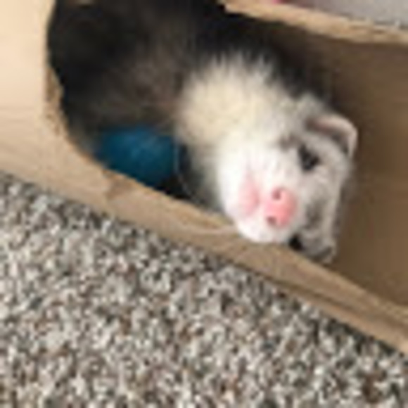 Profile Picture of Emelia Bruski (@emeliabruski) on Poshmark