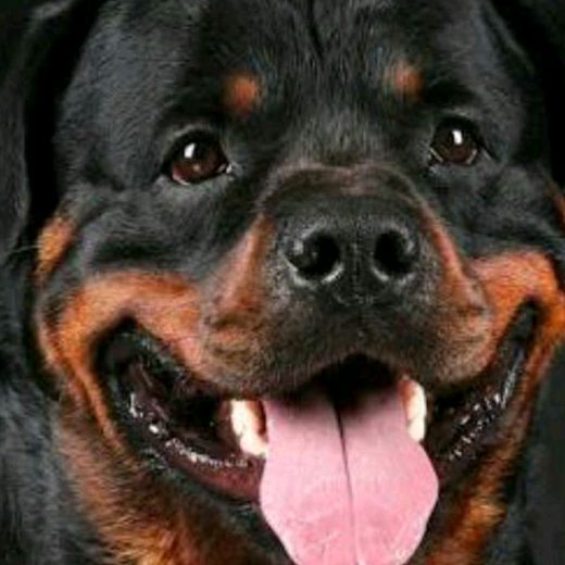 Profile Picture of Richard Alphonse (@richardalphonse59) on Tiktok