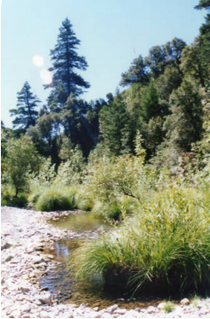 Profile Picture of Scotts Creek (California)on Wikipedia