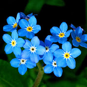 Profile Picture of Anjum Anwar (@anjumanwar9069) on Youtube