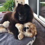 Profile Picture of Molly & Penny (@chow_chow_sisters) on Instagram