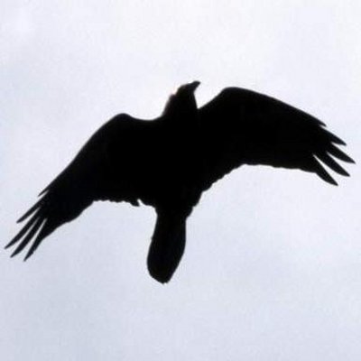 Profile Picture of Graham Russell (@StunnedCrow) on Twitter