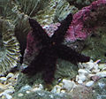 Profile Picture of Orange knobby staron Wikipedia