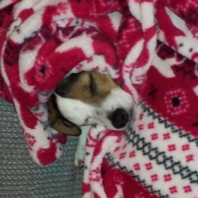 Profile Picture of Brian Rutter (@rutruts) on Twitter