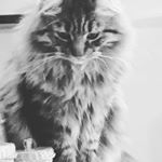 Profile Picture of Beatrice Herold (@maouchaton) on Instagram