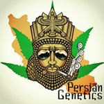 Profile Picture of Farmer weeds M.J (@persian.genetics) on Instagram