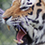 Profile Picture of Joe Raya (@b.papi66) on Flickr