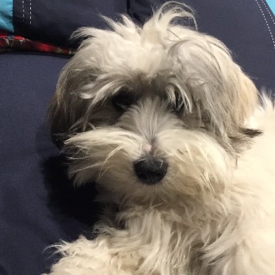 Profile Picture of Jorge Iturralde Llanos (@IturraldeLlanos) on Twitter