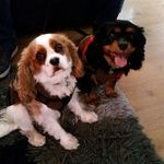 Profile Picture of jake 💟 milo 💟bella (@jake_milo_bella) on Instagram