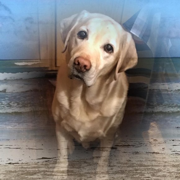 Profile Picture of Jael Aldebot reven (@jreven75) on Poshmark