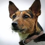 Profile Picture of Jo Stowell at The Crafty Dog S (@thecraftydogstudio) on Instagram