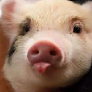 Profile Picture of williambots (@williambots) on Tiktok