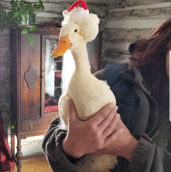 Profile Picture of Didy Veillette (@didyveillette) on Poshmark