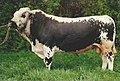Profile Picture of Pustertaler Sprinzenon Wikipedia