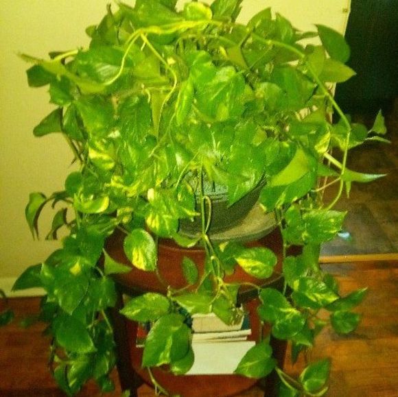 Profile Picture of Kaleiki Kahue (@madiva005) on Poshmark