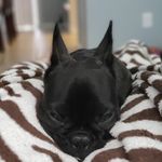 Profile Picture of Bruce Conrad (@bruce.wayne.the.frenchie) on Instagram