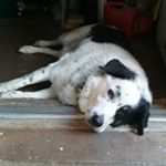 Profile Picture of Peg Kohl (@mandyandautumn) on Instagram