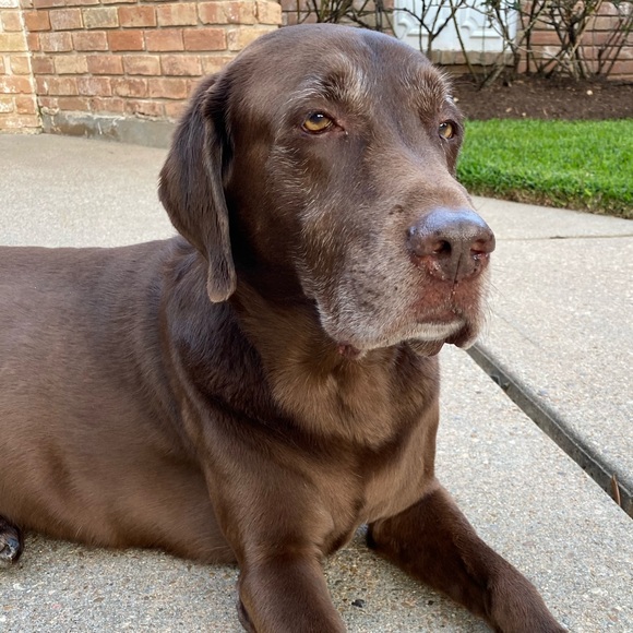 Profile Picture of Stephen Maciolek (@smashiolek) on Poshmark