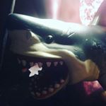 Profile Picture of Daniel Finley (@_chinese_shark_) on Instagram