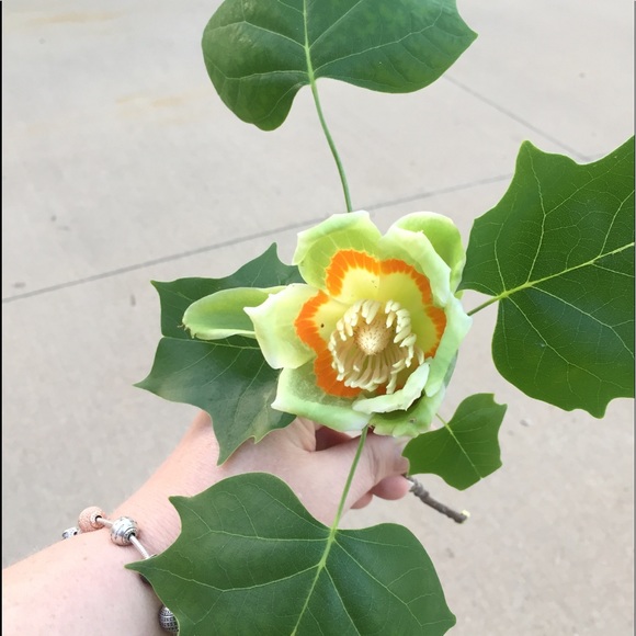 Profile Picture of Amy Debortoli (@adebortoli) on Poshmark