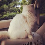 Profile Picture of Ellie Renee Kimberly Mattingly (@elliethegirlcat) on Instagram