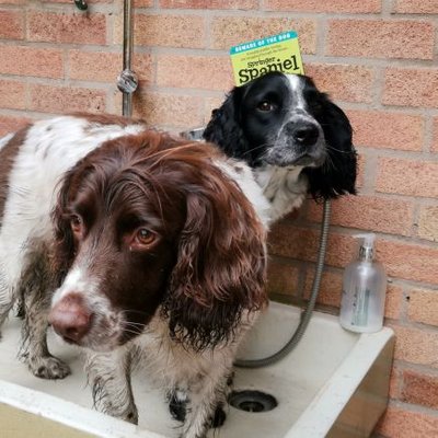 Profile Picture of David Shepherd (@davidshepherd65) on Twitter