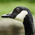 Profile Picture of Peak Geese (@peak geese) on Flickr