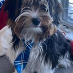 Profile Picture of Joey Adler (@joeyadler) on Instagram