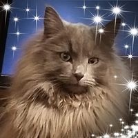 Profile Picture of Monique Boisvert (@monique-boisvert-2) on Quora