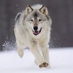 Profile Picture of Lone Wolf  Irvin Khalid🦉 (@irvinkhalid) on Instagram